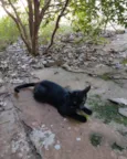 Chico