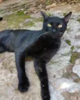 Chico