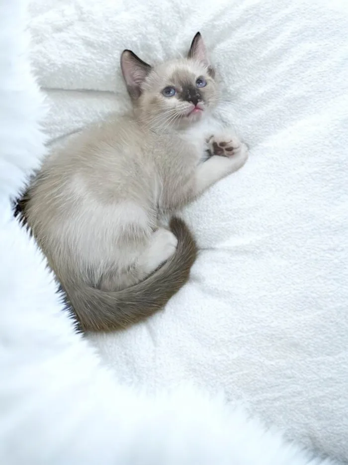 Gato ra a SRD-ViraLata idade 2 a 6 meses nome Babi
