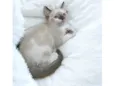 Babi