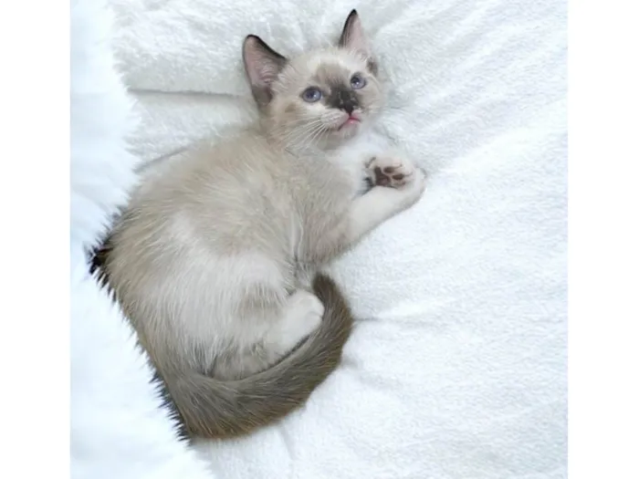 Gato ra a SRD-ViraLata idade 2 a 6 meses nome Babi