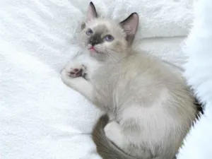 Gato raça SRD-ViraLata idade 2 a 6 meses nome Babi
