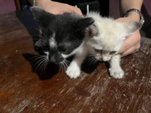 Gato raça SRD-ViraLata idade Abaixo de 2 meses nome ADOÇÃO DE GATINHOS