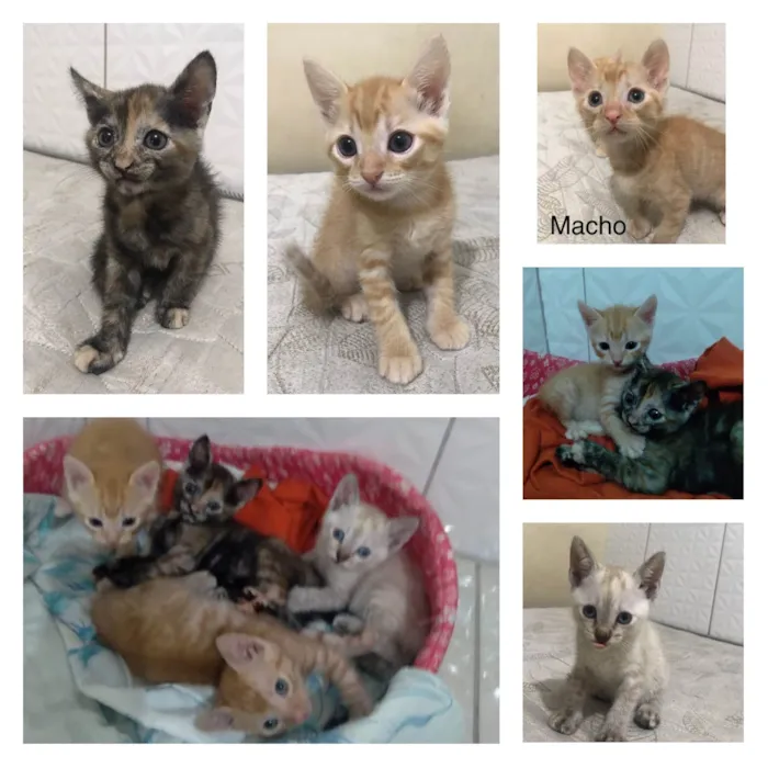 Gato ra a SRD-ViraLata idade Abaixo de 2 meses nome Fofurinhas