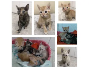 Gato raça SRD-ViraLata idade Abaixo de 2 meses nome Fofurinhas