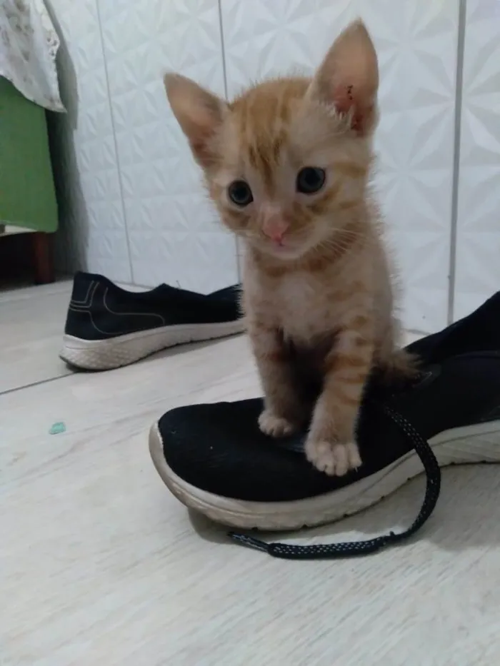 Gato ra a SRD-ViraLata idade Abaixo de 2 meses nome Fofurinhas