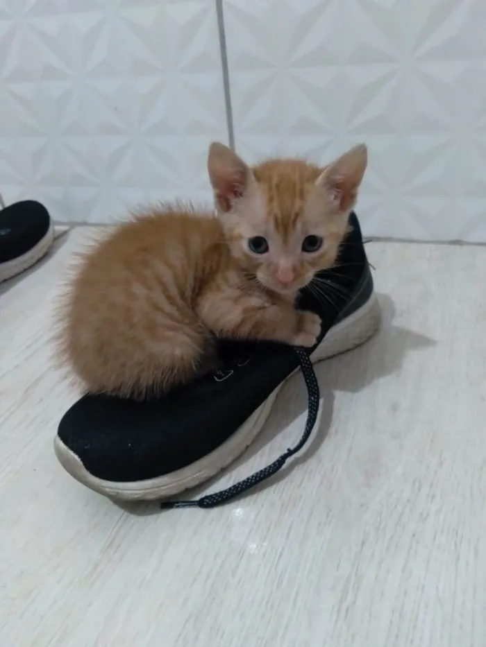 Gato ra a SRD-ViraLata idade Abaixo de 2 meses nome Fofurinhas