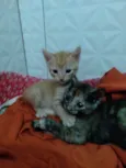Fofurinhas