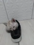 Fofurinhas