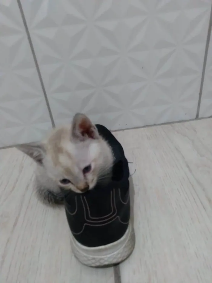 Gato ra a SRD-ViraLata idade Abaixo de 2 meses nome Fofurinhas