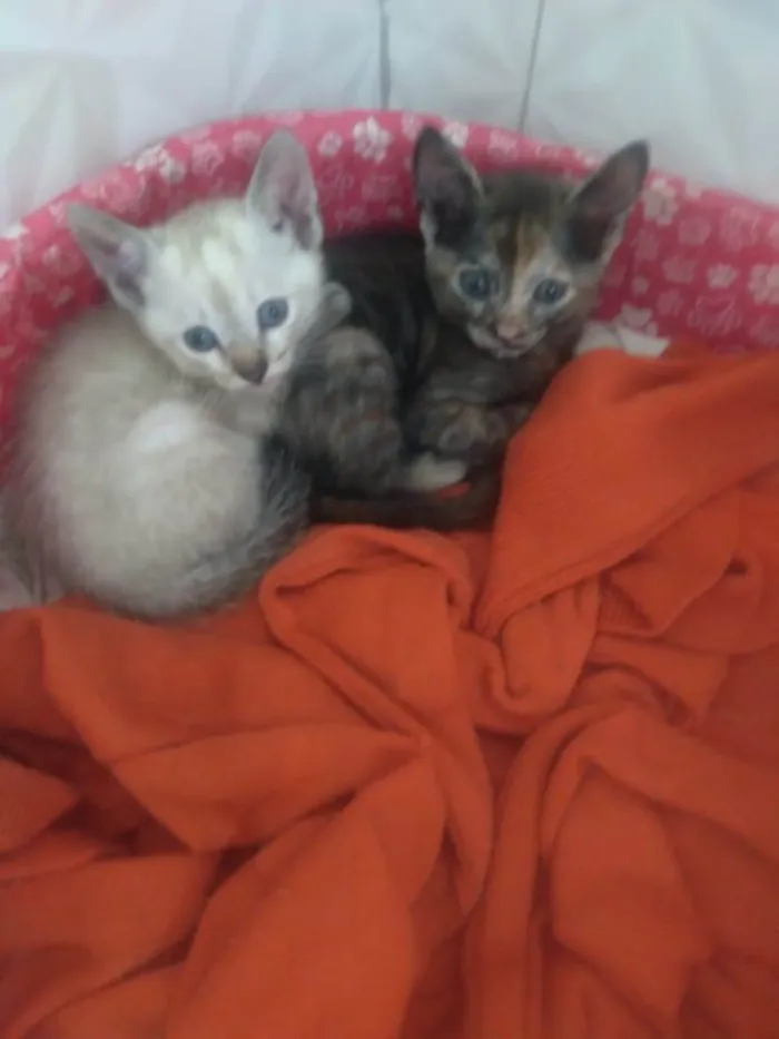 Gato ra a SRD-ViraLata idade Abaixo de 2 meses nome Fofurinhas