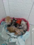 Fofurinhas