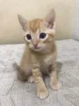 Fofurinhas