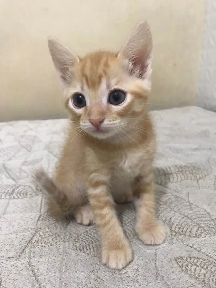 Gato ra a SRD-ViraLata idade Abaixo de 2 meses nome Fofurinhas