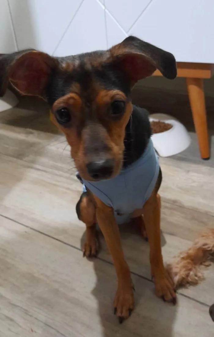 Cachorro ra a SRD-ViraLata idade 7 a 11 meses nome Gael