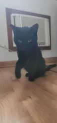 Pretão