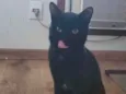 Pretão