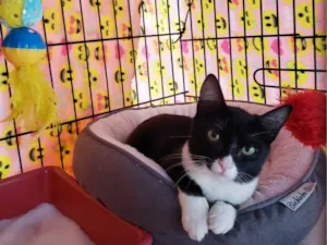 Gato raça SRD-ViraLata idade 2 a 6 meses nome Pilar