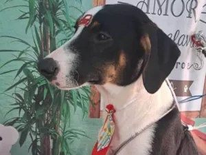 Cachorro raça SRD idade 7 a 11 meses nome Snoopy, Buddy e Bless