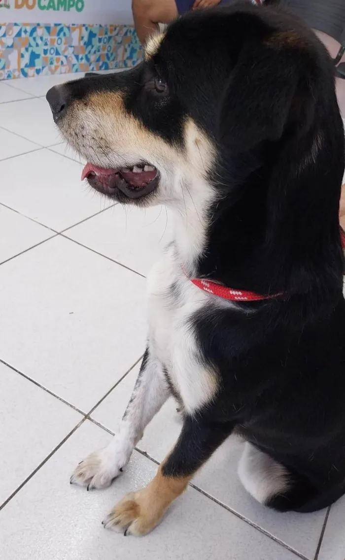 Cachorro ra a SRD idade 2 a 6 meses nome  Zeus