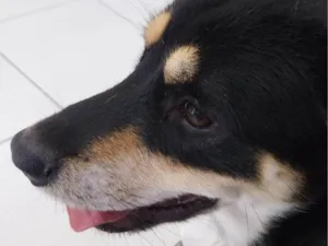 Cachorro raça SRD idade 2 a 6 meses nome  Zeus