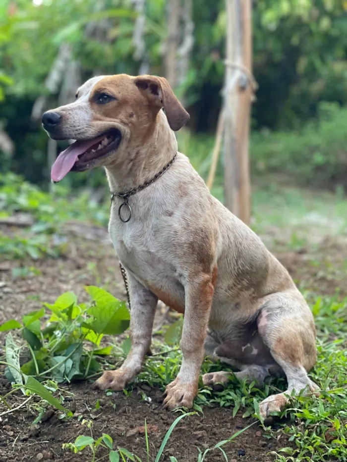 Cachorro ra a Beagle/Jackrussel idade 7 a 11 meses nome Sansão 