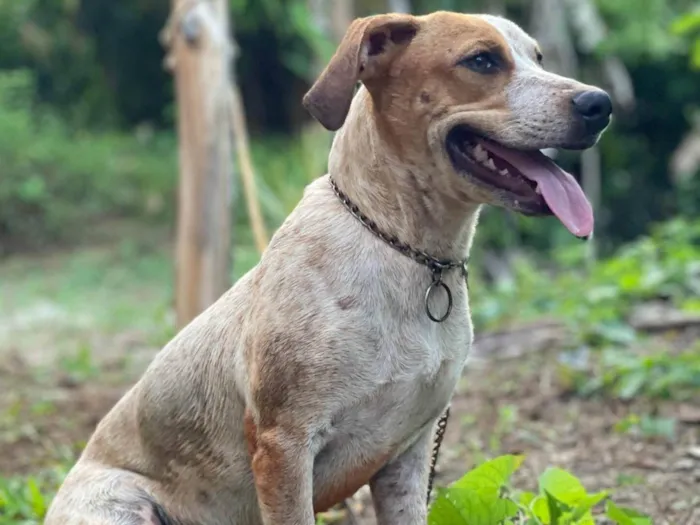 Cachorro ra a Beagle/Jackrussel idade 7 a 11 meses nome Sansão 