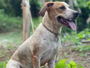 Cachorro raça Beagle/Jackrussel idade 7 a 11 meses nome Sansão 