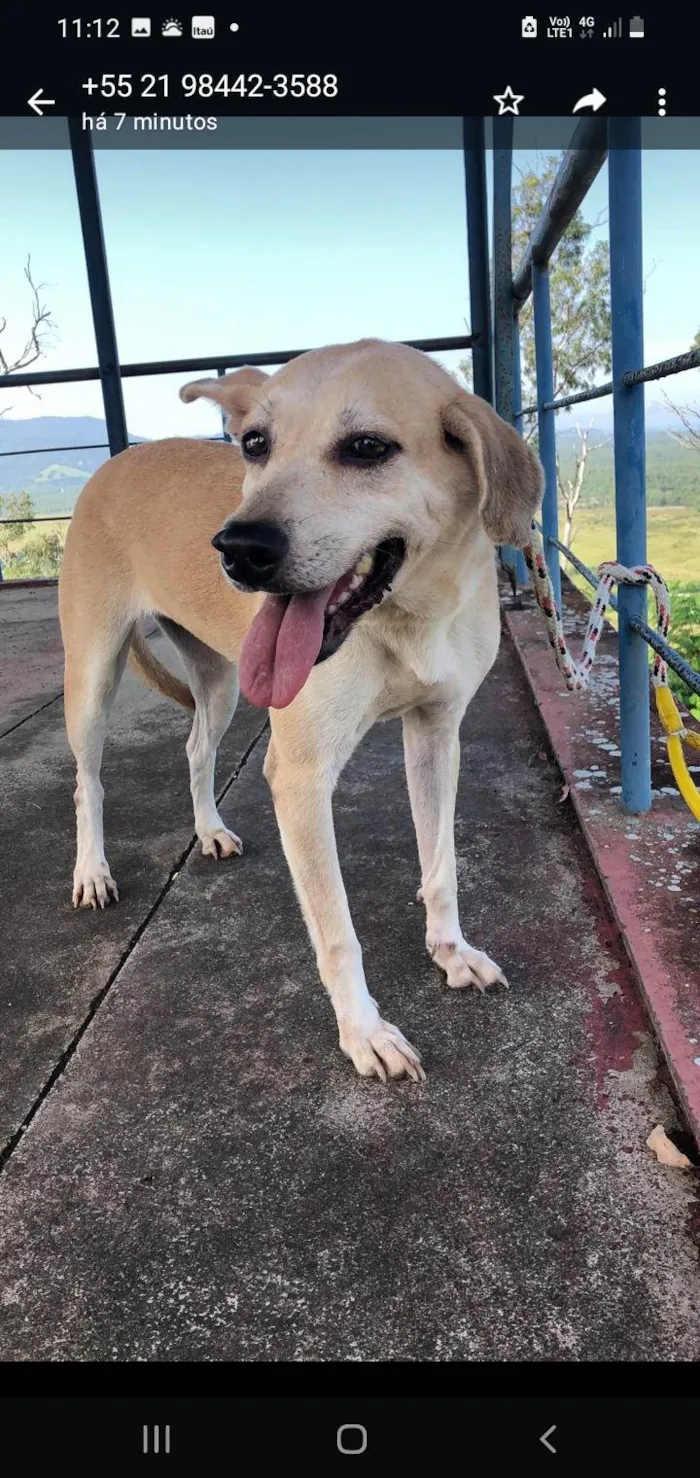 Cachorro ra a SRD-ViraLata idade 5 anos nome Canela