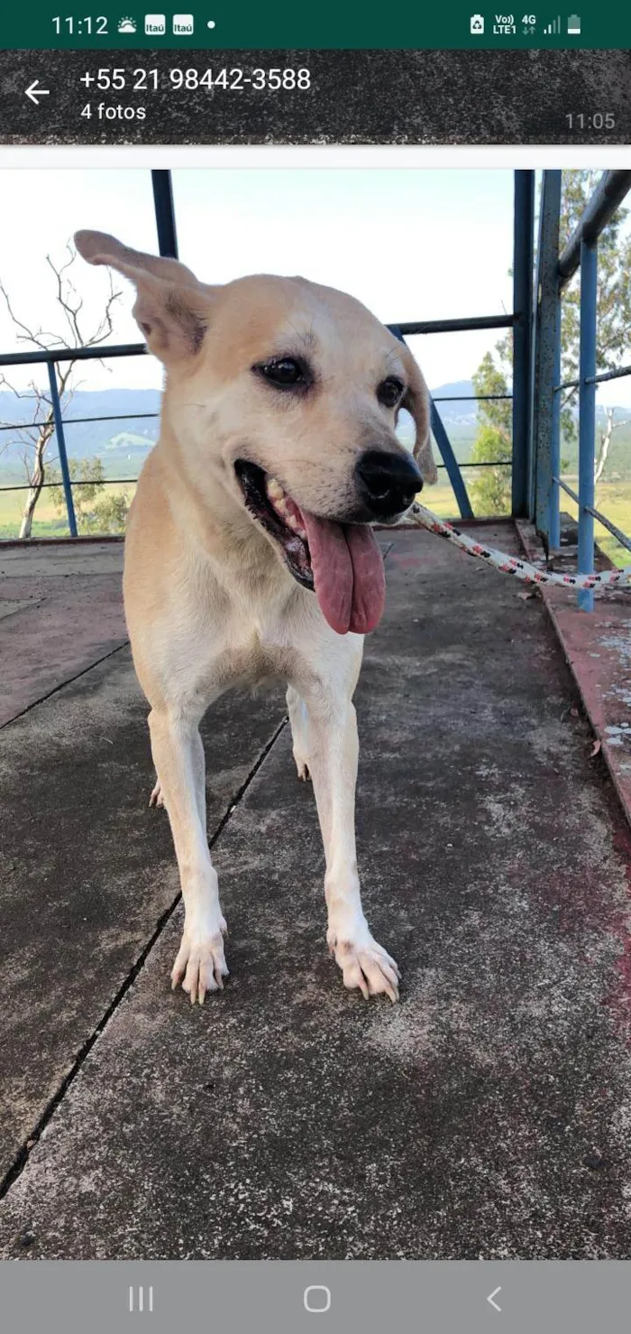 Cachorro ra a SRD-ViraLata idade 5 anos nome Canela