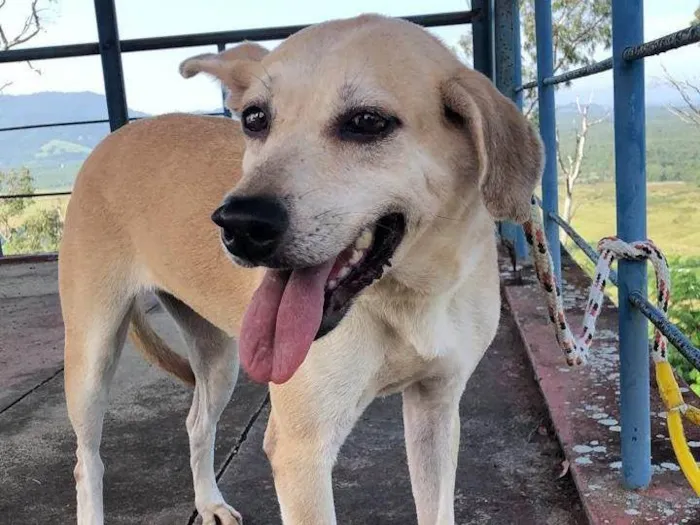 Cachorro ra a SRD-ViraLata idade 5 anos nome Canela