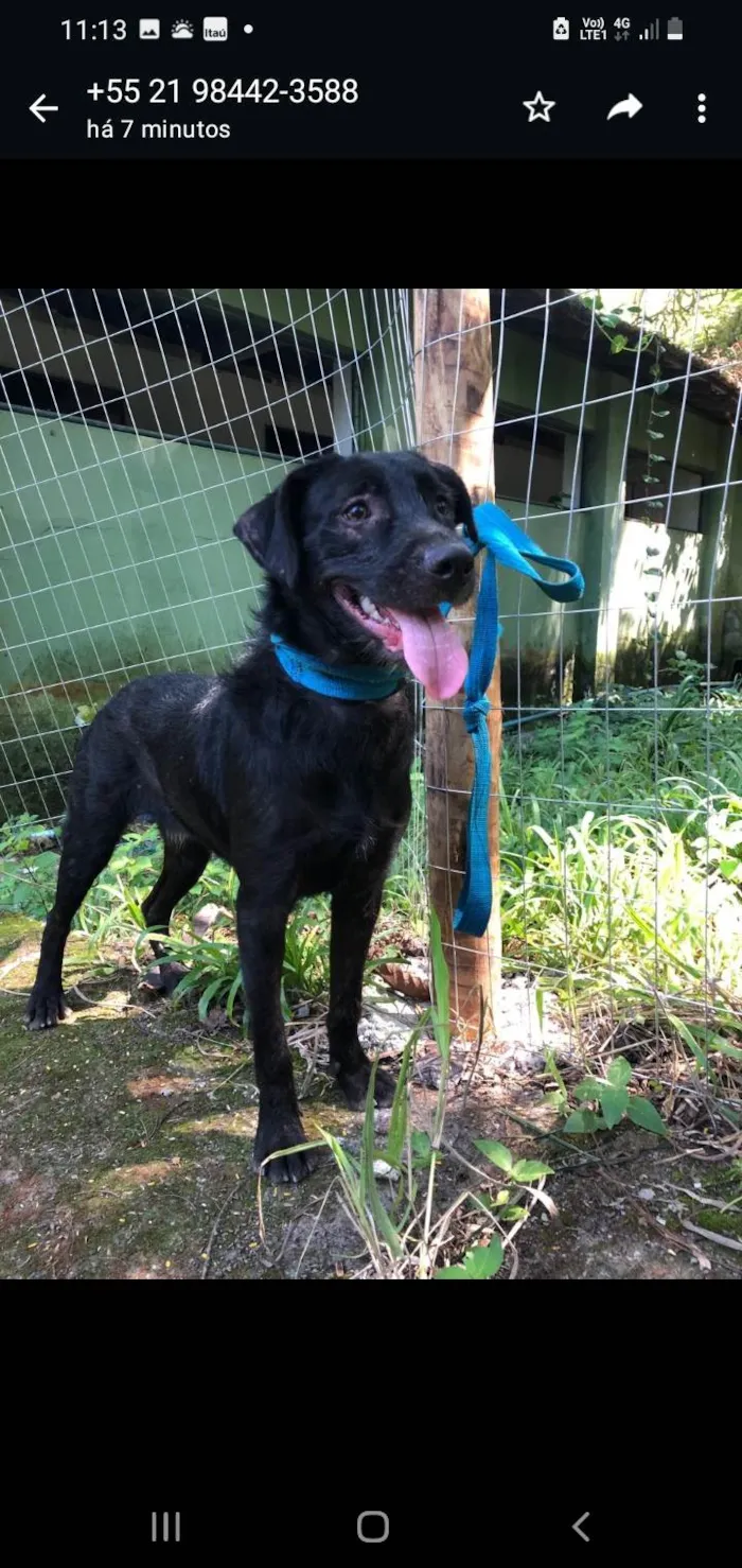 Cachorro ra a SRD-ViraLata idade 2 anos nome Tobias
