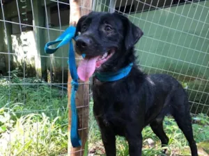 Cachorro raça SRD-ViraLata idade 2 anos nome Tobias