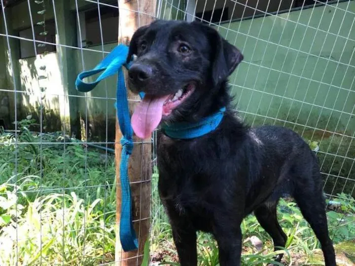 Cachorro ra a SRD-ViraLata idade 2 anos nome Tobias