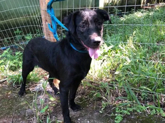 Cachorro ra a SRD-ViraLata idade 2 anos nome Tobias