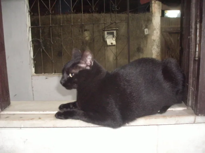 Gato ra a SRD-ViraLata idade 4 anos nome QuiQuinha