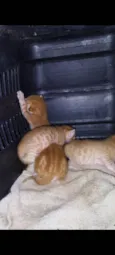 Gatinhos
