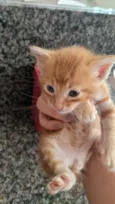 Gatinhos