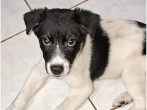 Cachorro raça ViraLata idade Abaixo de 2 meses nome Sofy