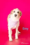 Emy