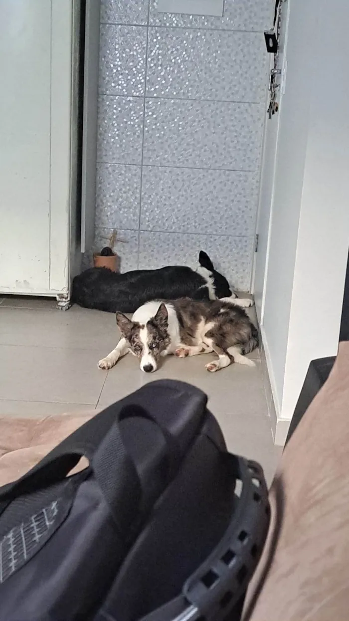 Cachorro ra a Border Collie idade 2 a 6 meses nome Hanushi