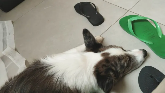 Cachorro ra a Border Collie idade 2 a 6 meses nome Hanushi