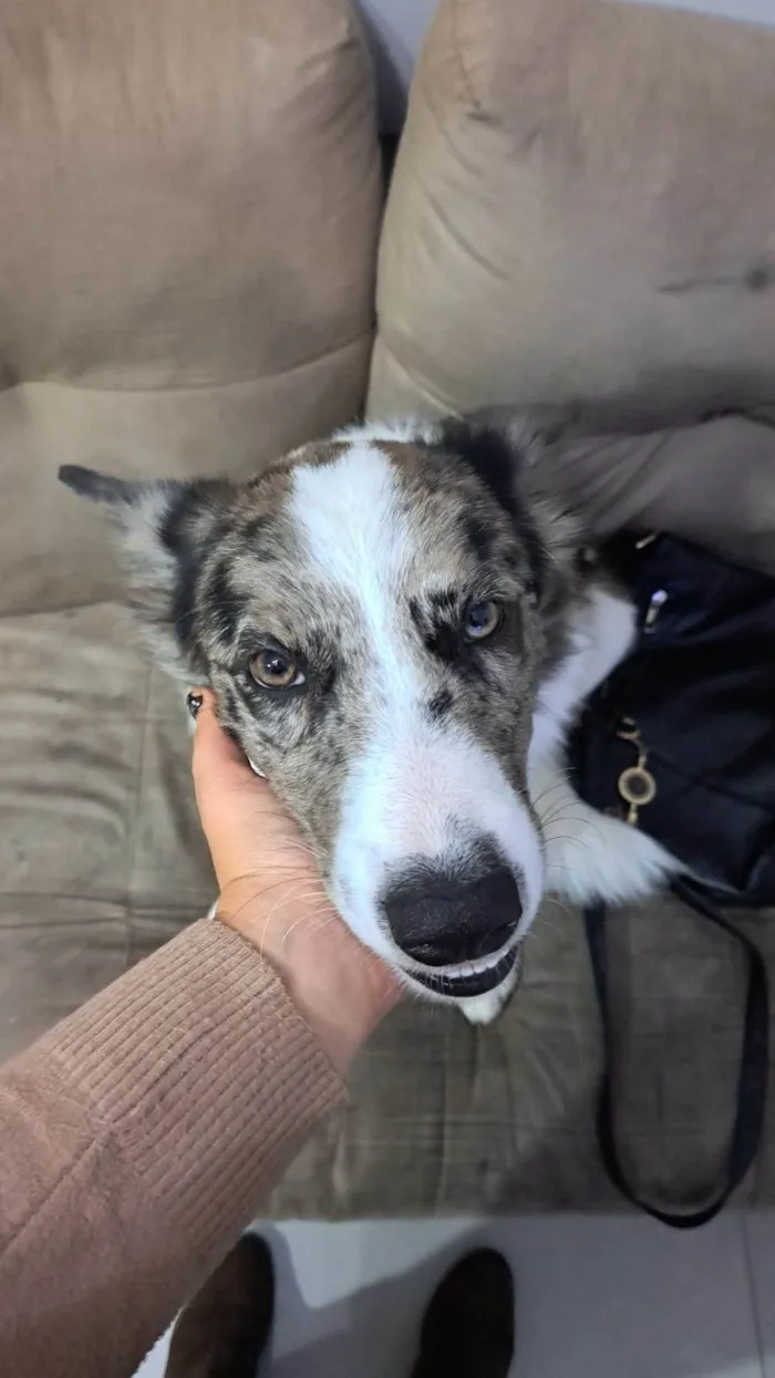 Cachorro ra a Border Collie idade 2 a 6 meses nome Hanushi