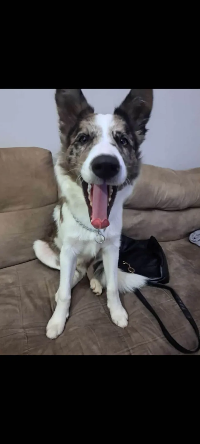 Cachorro ra a Border Collie idade 2 a 6 meses nome Hanushi
