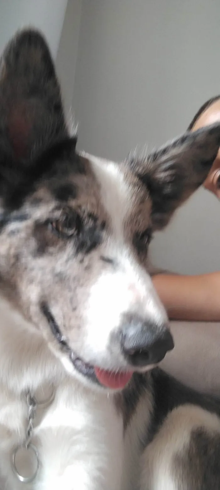 Cachorro ra a Border Collie idade 2 a 6 meses nome Hanushi