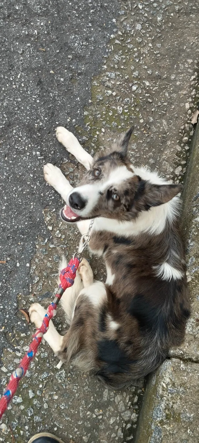 Cachorro ra a Border Collie idade 2 a 6 meses nome Hanushi
