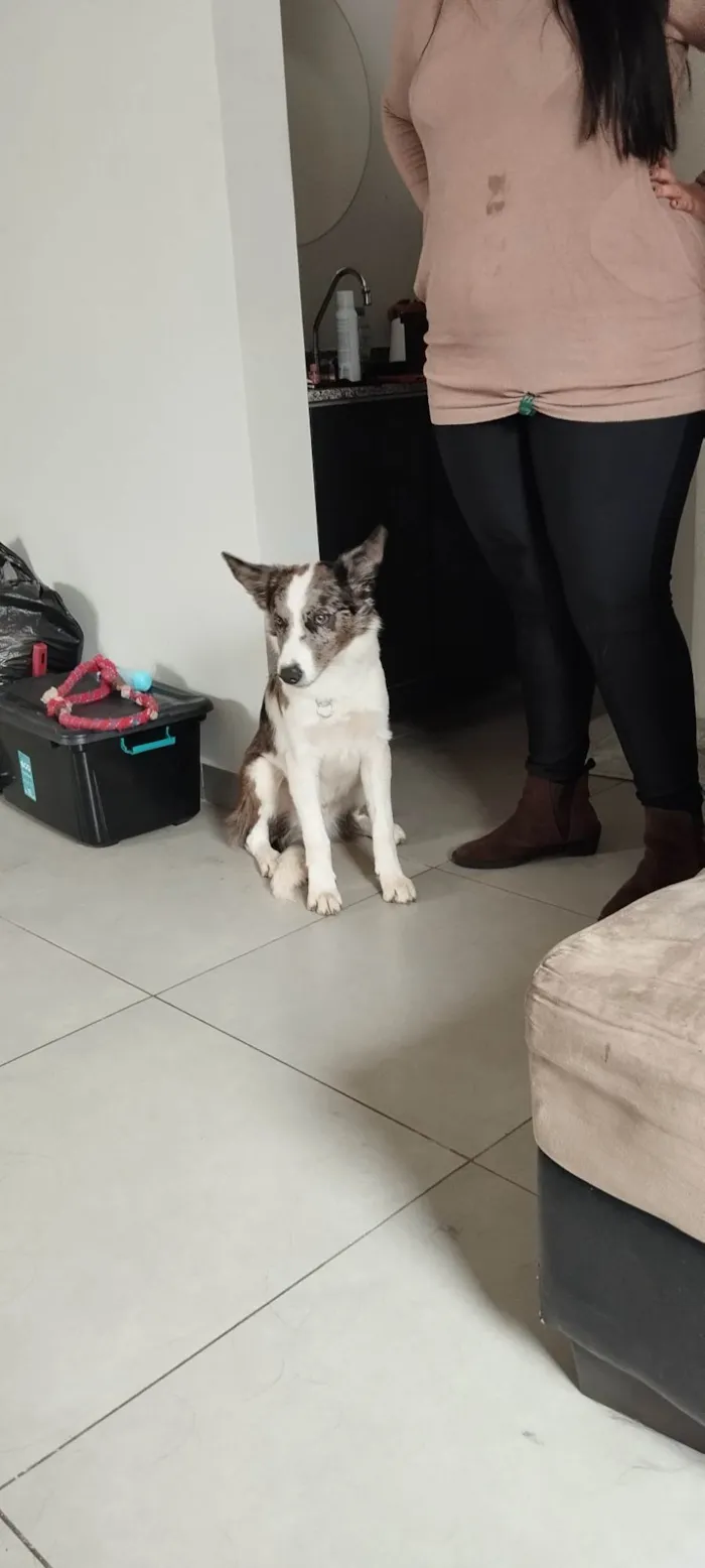 Cachorro ra a Border Collie idade 2 a 6 meses nome Hanushi