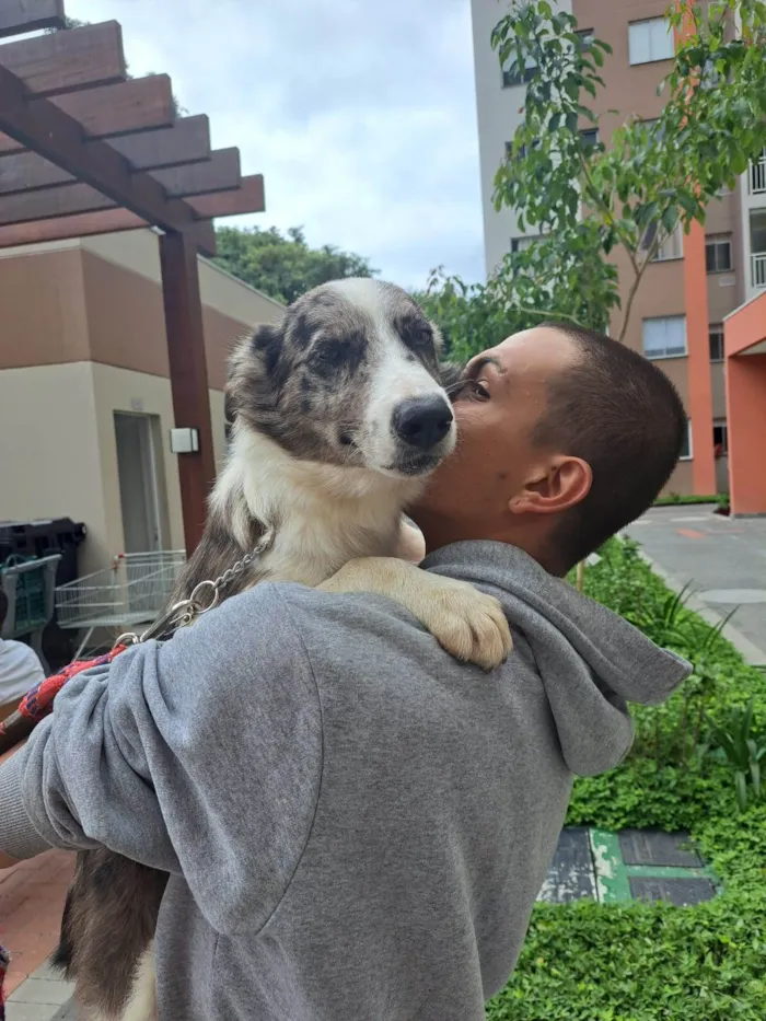 Cachorro ra a Border Collie idade 2 a 6 meses nome Hanushi