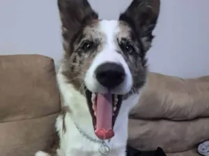 Cachorro raça Border Collie idade 2 a 6 meses nome Hanushi