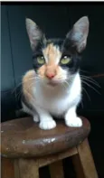 AGNES